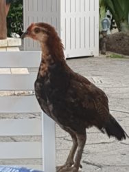Onsdag – vår siste hele dag på Kauai.
